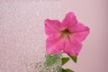 Petunia is bright pink. One blossoming flower. Flower seedling. Agriculture and gardening. Growing annual flowers. Close Royalty Free Stock Photo