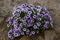 Petunia carpet blue lace.Petunia grows in a pot in an outdoor Park