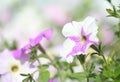 Petunia Royalty Free Stock Photo