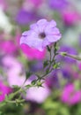 Petunia Royalty Free Stock Photo