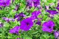 Petunia deep blue-violet are blooming and prolific flowering consistently all summer, Nature photos. Selective focus
