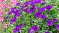 Petunia deep blue-violet are blooming and prolific flowering consistently all summer, Nature photos. Selective focus