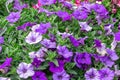 Petunia deep blue-violet are blooming and prolific flowering consistently all summer, Nature photos. Selective focus