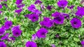 Petunia deep blue-violet are blooming and prolific flowering consistently all summer, Nature photos. Selective focus