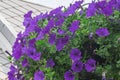 Petunia deep blue-violet are blooming and prolific flowering consistently all summer, Nature photos. Selective focus