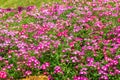 Petunia deep blue-violet are blooming and prolific flowering consistently all summer, Nature photos. Selective focus