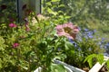 Petunia with delicate light pink flowers on the backdrop of blooming balcony greenery