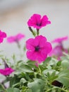 Petunia Easy Wave Bergundy Verlour name Magenta pink flower