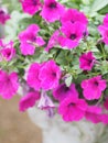 Petunia Easy Wave Bergundy Verlour name Magenta pink flower