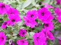 Petunia Easy Wave Bergundy Verlour name Magenta pink flower