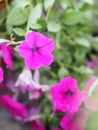 Petunia Easy Wave Bergundy Verlour name Magenta pink flower