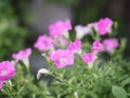 Petunia Easy Wave Bergundy Verlour name pink flower