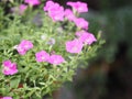 Petunia Easy wave color pink flower booming in garden beautiful on blurred of nature background Royalty Free Stock Photo