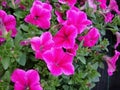 Petunia `Fanfare Hot Rose`