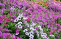 Petunia farm at Cameron Highlands Royalty Free Stock Photo