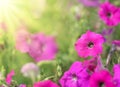 Petunia flower Royalty Free Stock Photo