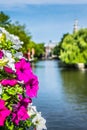 Petunia Flower on a Amsterdam Bridge. Nature dutch. Focus in the foreground.