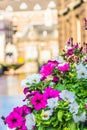 Petunia Flower on a Amsterdam Bridge. Nature dutch. Focus in the foreground.