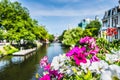 Petunia Flower on a Amsterdam Bridge. Nature dutch. Focus in the foreground.