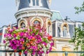 Petunia Flower on a Amsterdam Bridge. Nature dutch. Focus in the foreground.