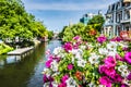 Petunia Flower on a Amsterdam Bridge. Nature dutch. Focus in the foreground.