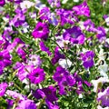 Petunia flower beds of white and purple Royalty Free Stock Photo