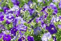 Petunia flower beds of white and purple Royalty Free Stock Photo