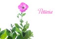 Petunia Royalty Free Stock Photo