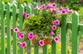 Petunia flower deco at a wooden fence Royalty Free Stock Photo