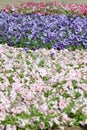 Petunia of flower field.