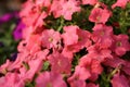 Petunia flower in the garden