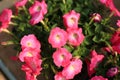 Petunia flower in the garden