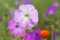 Petunia flower in the garden.