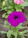 Petunia flower in the garden. Colorful purple-red petunia flower close. Spring