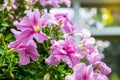 Petunia Flower in the garden , nature background or wallpaper