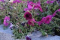 Petunia Flower at granite monument in the summer