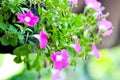 Petunia flower