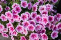 Petunia flower Royalty Free Stock Photo