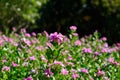 Petunia flower (Petunia hybrida)