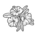 Petunia flower plant sketch vector illustration