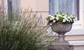 Petunia flower pot Royalty Free Stock Photo