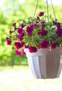 Petunia flower pot Royalty Free Stock Photo