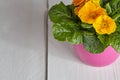 Petunia flower pot on table Royalty Free Stock Photo