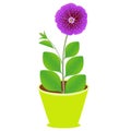 Petunia flower in a pot on a white background. Royalty Free Stock Photo