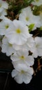 petunia flower in roof garden Royalty Free Stock Photo