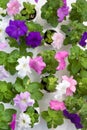 Petunia flower seedbed