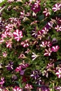 Petunia flowerbed background