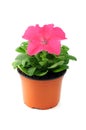 Petunia flowerpot on white isolated background. Royalty Free Stock Photo