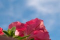 Petunia flowers against the sky. Photo below. Copy space Royalty Free Stock Photo