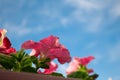 Petunia flowers against the sky. Photo below. Copy space Royalty Free Stock Photo